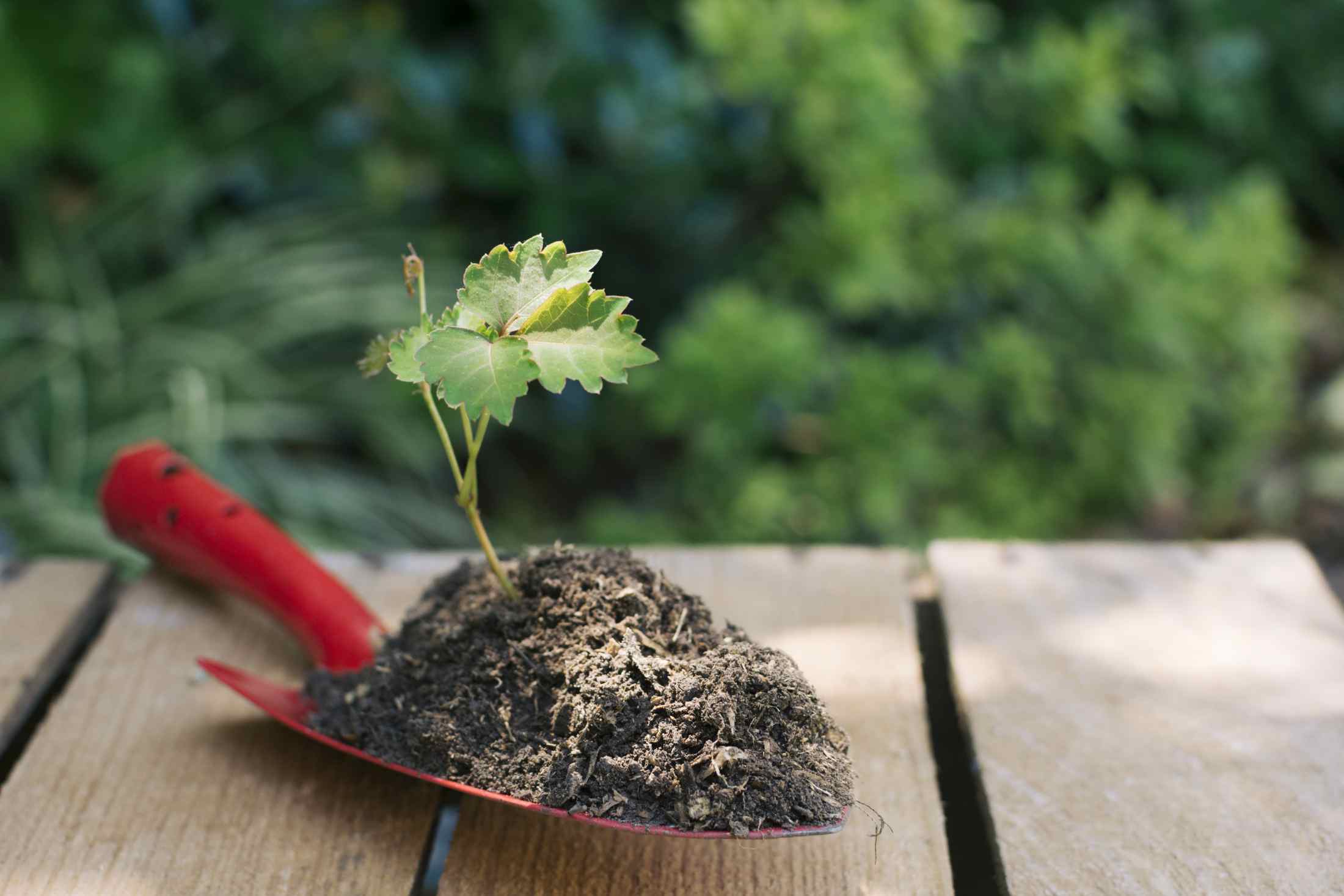 Ibn `Atta': Perfect Your Beginning! (Words of Wisdom)