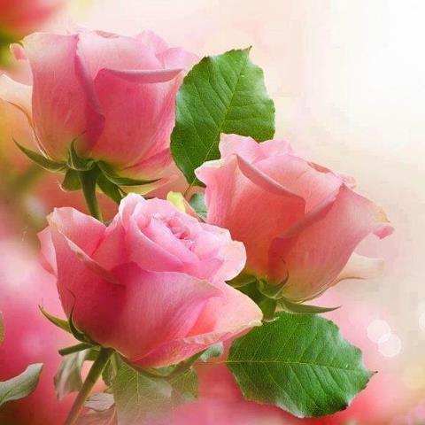 Lady Safiyyah - An Empowered Woman for All Times - About Islam