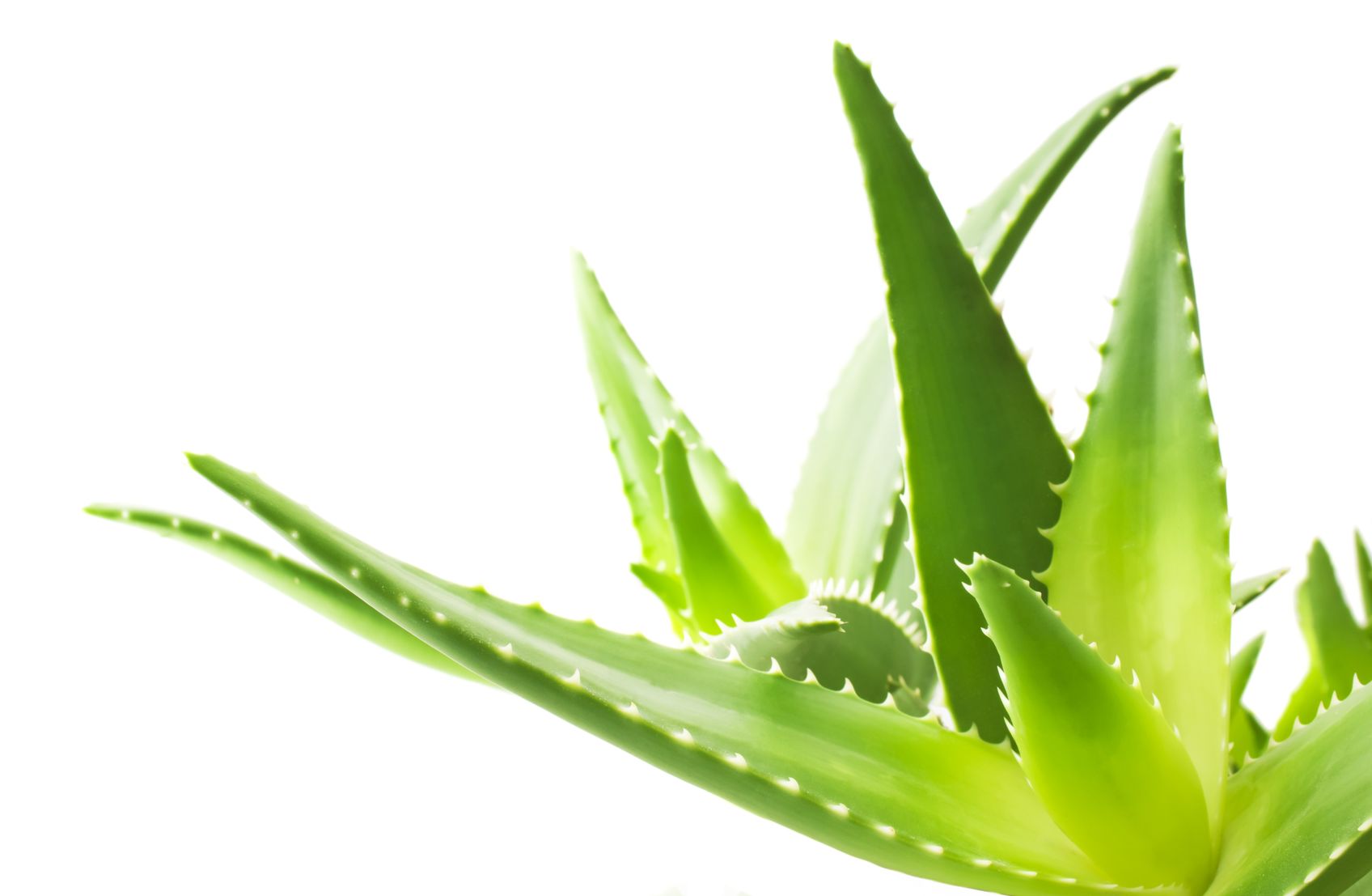 Aloe-doctrine of signatures