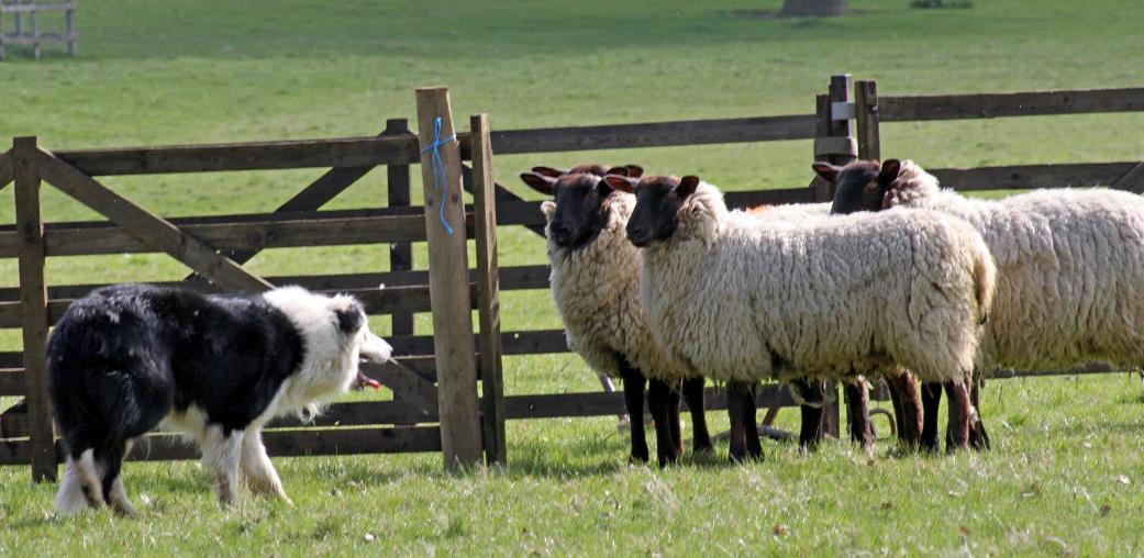 Training Dogs for Herding: Permissible?
