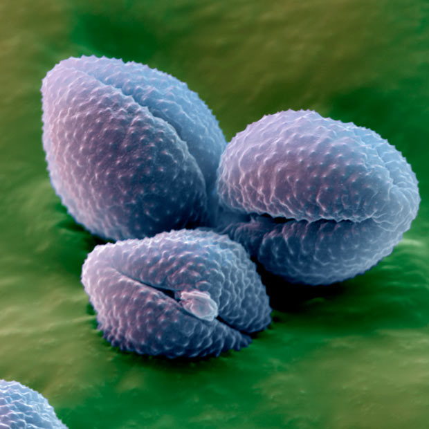 pollen grains