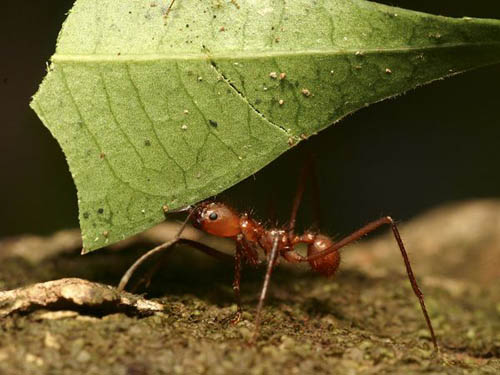 Ants