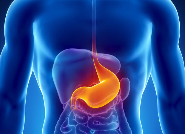 Stomach
