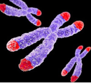 Telomere