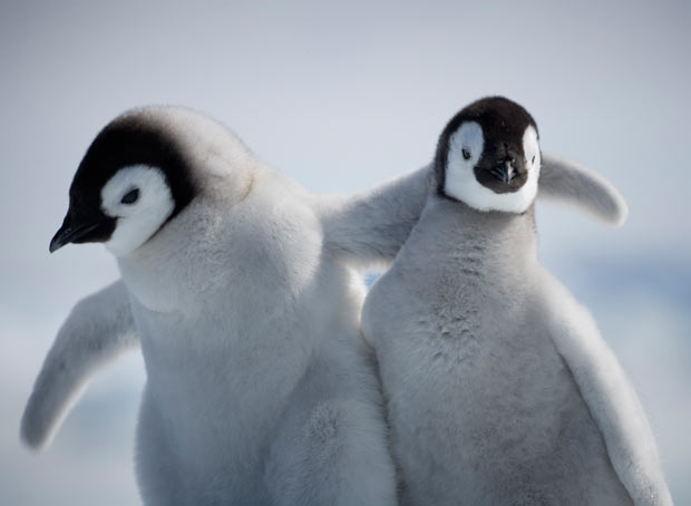 Penguins