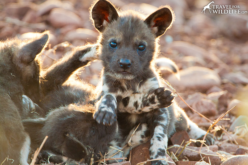 African Wild Dog