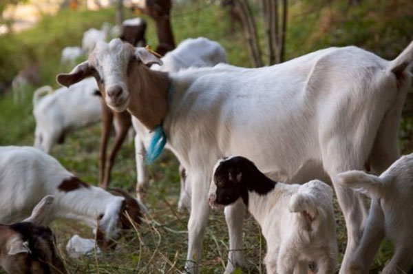 goats