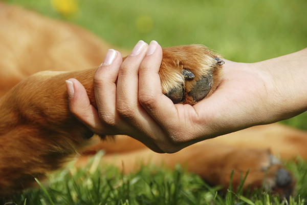Someone touching a dog-Does Touching a Dog Owner’s Hands Require Washing?