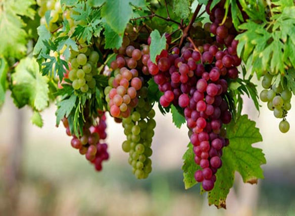 Nutritional Blessings