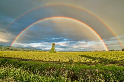 The Pursuit of Happiness in Islam