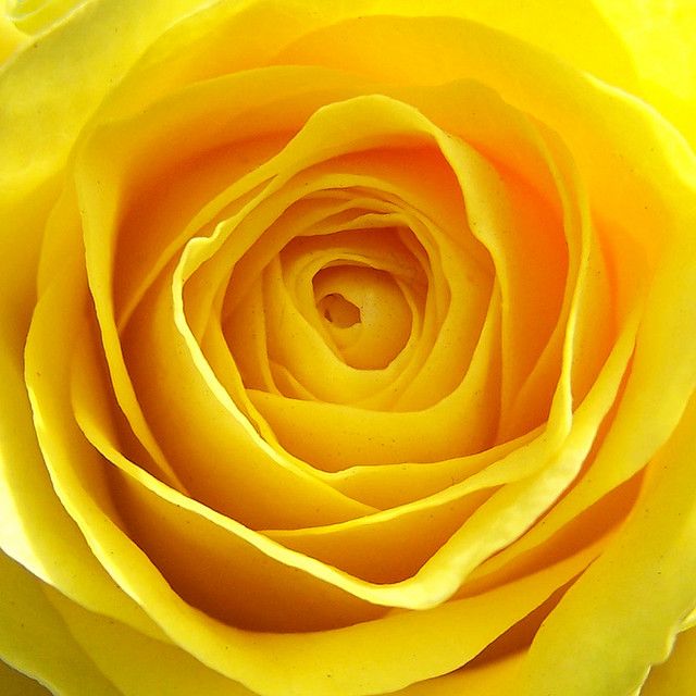 yellow roses