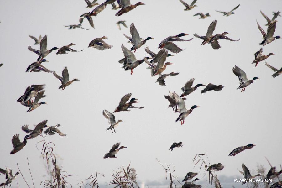 Are the Winged Safe in Kashmir Valley?