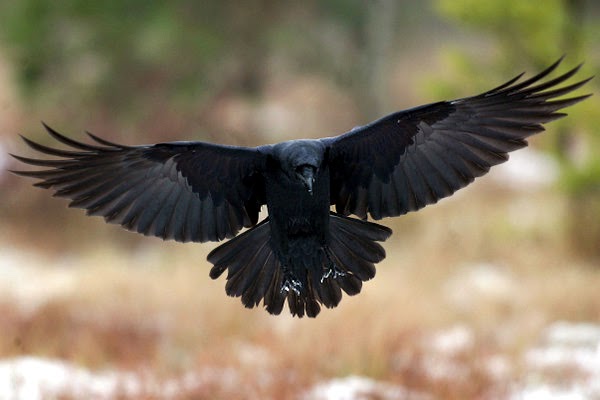 Neurology Qur’an Speak About Smartest Bird on Earth