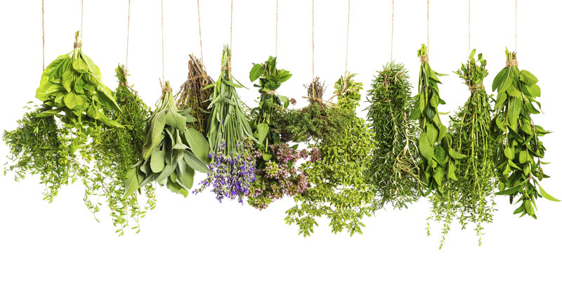 Journal of Herbalist: Healing Lungs