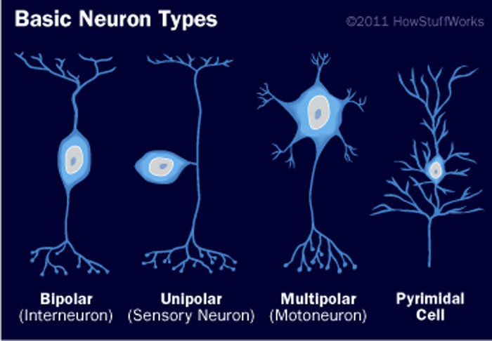 Surprising Discovery of Genetic Mosaic in Brain