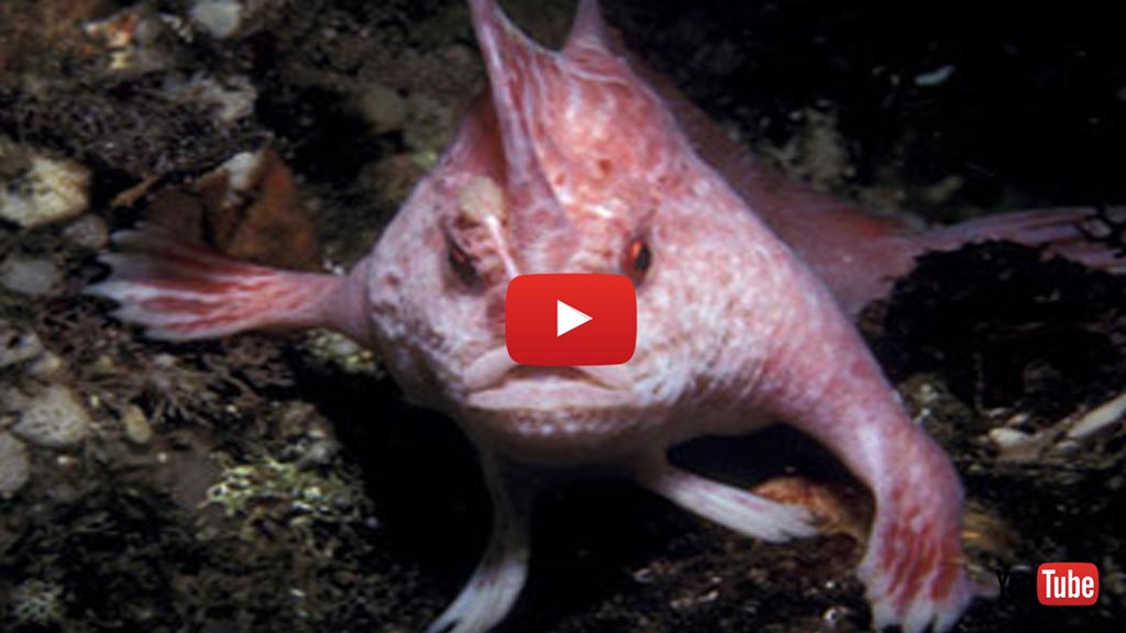 The Walking Fish