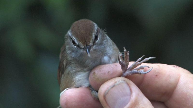 Luzon bush warbler