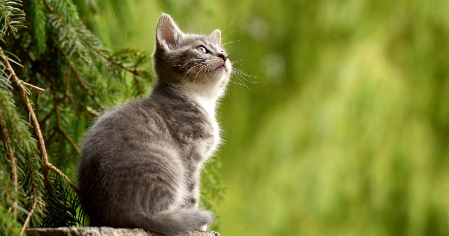 A cat sitting peacefully on a tree branch, symbolizing kindness to animals in Islam as taught in the hadith of Prophet Muhammad