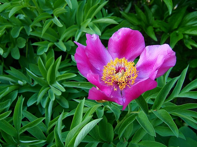 Flower - Easily Attracted to Men