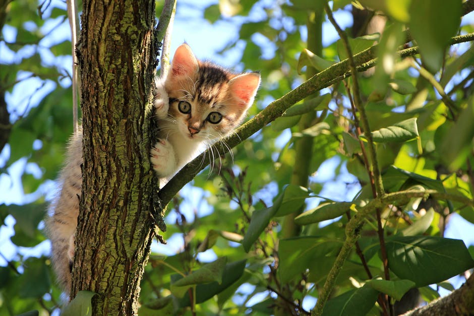 7 Things to Learn from the Prophet's Care for Animals