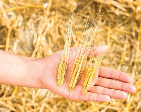 Wheat