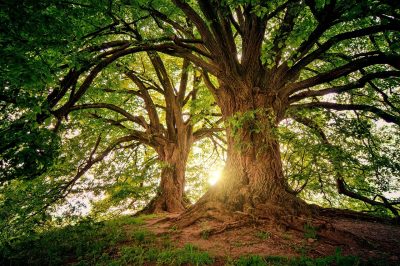 The Healing Power of Nature - A Psychological Take
