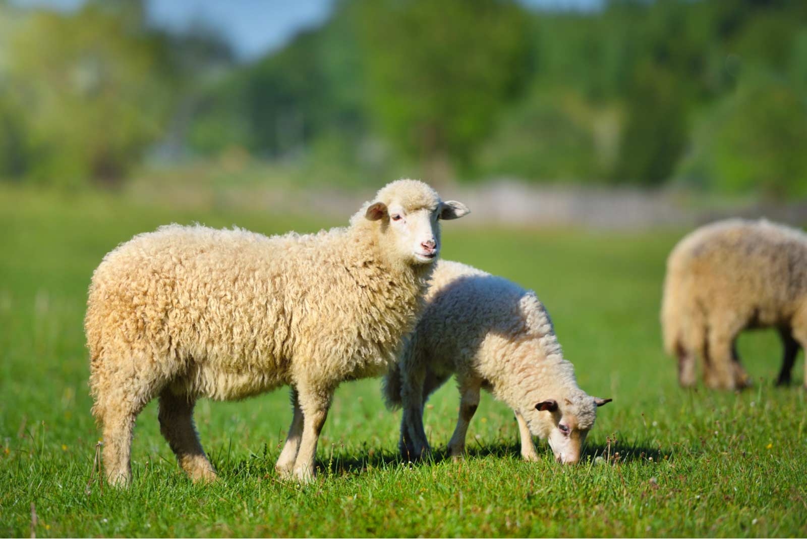 Sheep for udhiyah-Can You Take Loan to Offer Udhiyah?