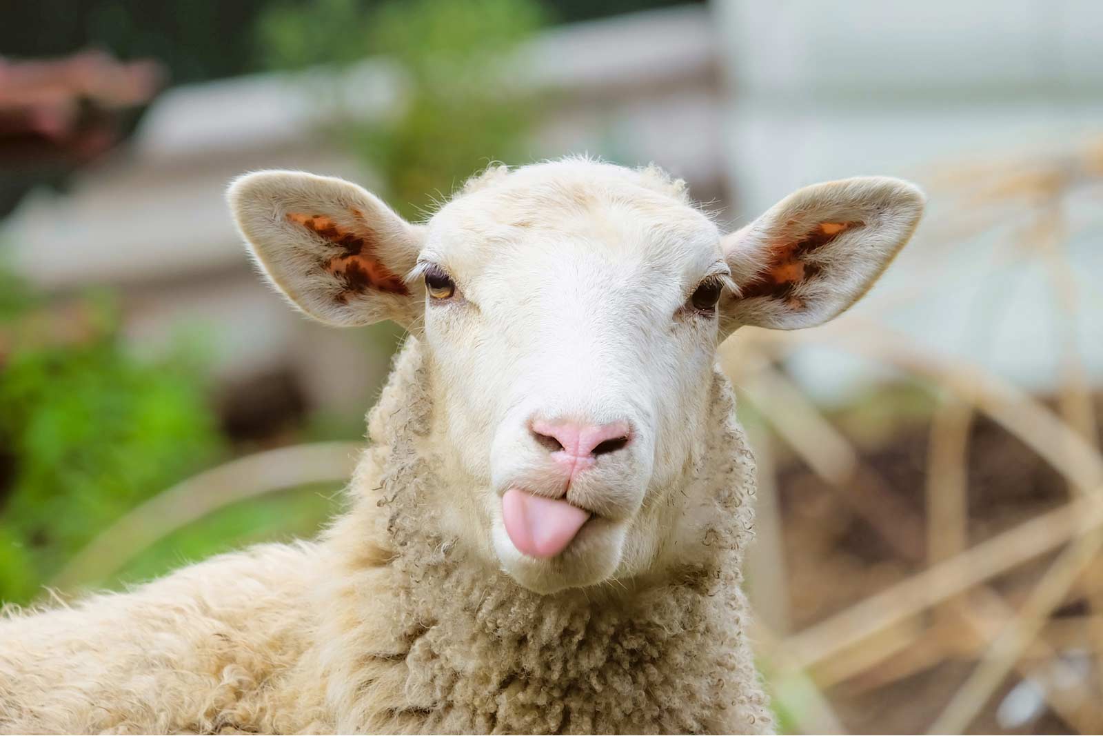 sheep
