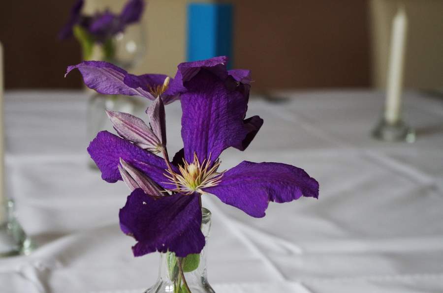 clematis flower-How to Treat Your Wife in Islam