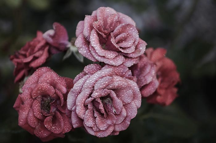 Hijab is an Embodiment of Love - About Islam