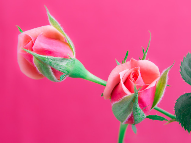 Is It Permissible to Marry a Former Sex Partner?
