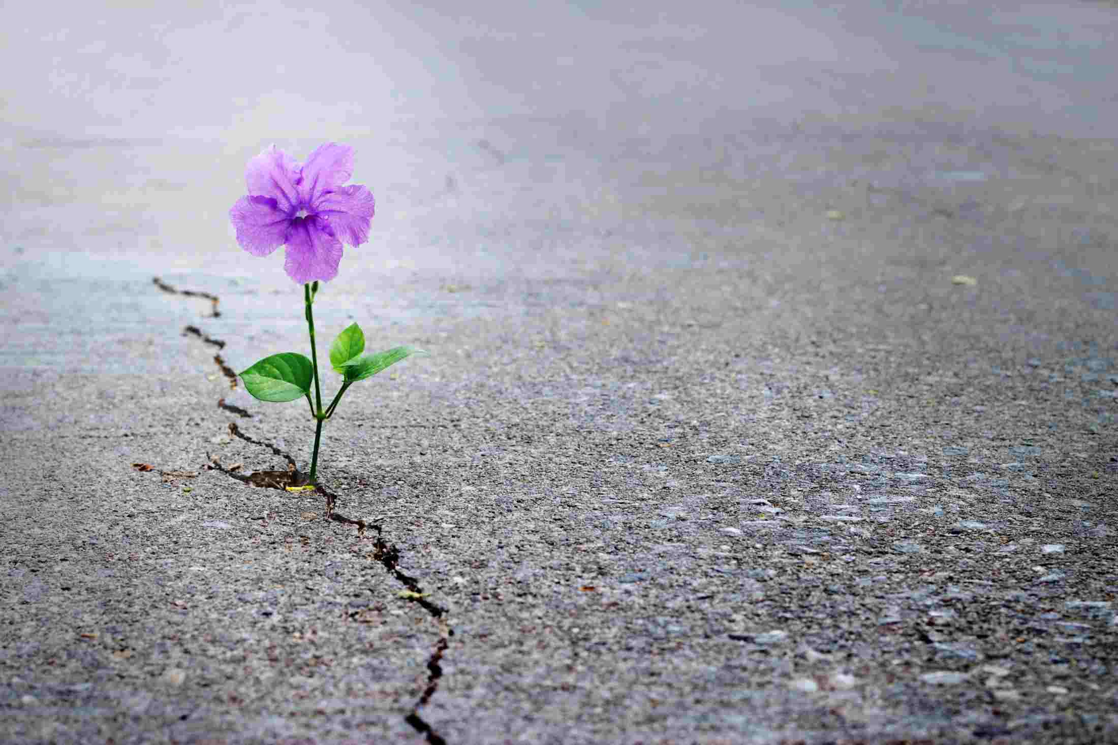 Have Trust in Allah, Let Him Guide Your Life