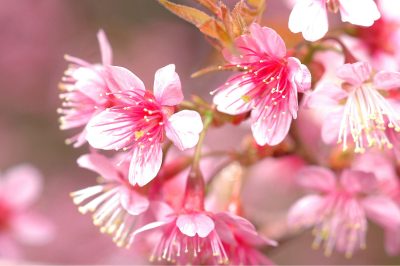 Discovering the Personality of Khadijah bint Khuwaylid