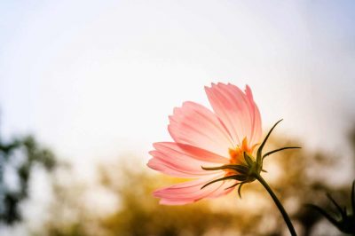 Discovering the Personality of Umm Habibah