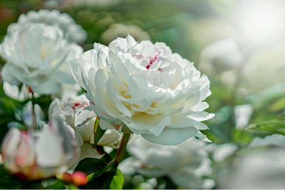 Discovering the Personality of Zaynab bint Jahsh