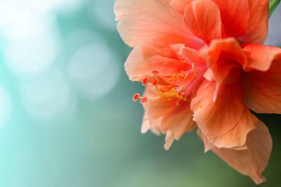 Juwayriyah bint al-Harith – From a War Captive to a Wife of the Prophet (PBUH)