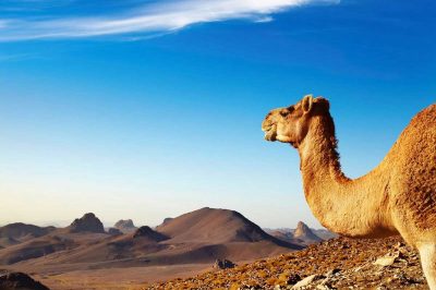 Prophet Muhammad and Abu Bakr Finally Make Their Way to Madinah