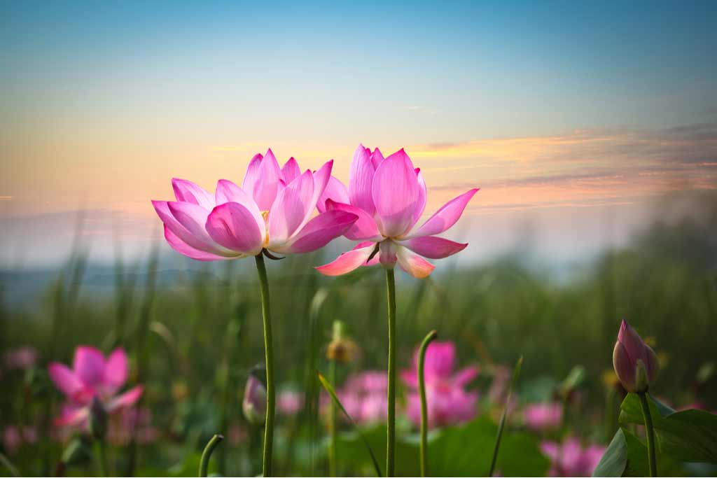 Stories of Prophet Muhammad's Mercy