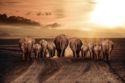 Surah Al-Fil (Elephant): A Reminder of Allah’s Bounties