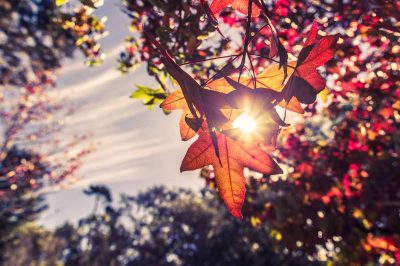 Autumn sky and colorful leaves in fall season