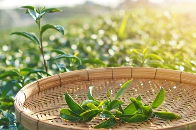 Pile of Young young tea leaves