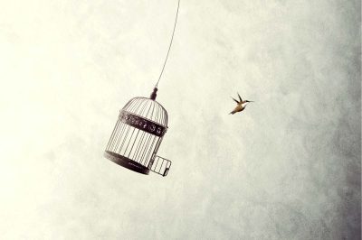 little birds escape out of birdcage, freedom concept