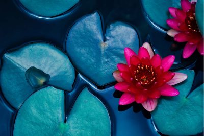 red lotus water lily blooming on water surface