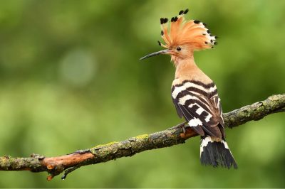 Birds in the Quran: The Hoopoe