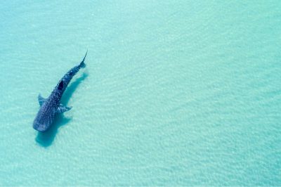 the biggest fish in the ocean