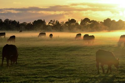 Can You Explain the Concept of Animal Sacrifice in Islam?