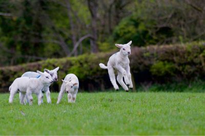 Is It Permissible to Sacrifice Lambs Younger Than 6 Months?