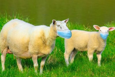 Offering Udhiyah or Helping People Affected by COVID-19?