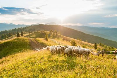 Sacrifier Un Mouton Pour L'A&iuml;d: Obligatoire?