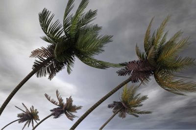 palms at hurricane